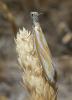 352093 – Photo : Laurent Michel – France (84)